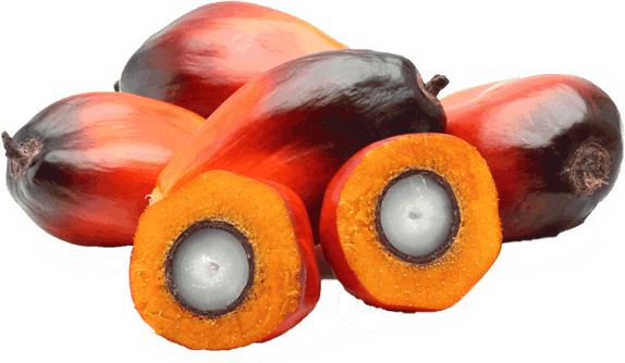 Palm Fruit PNG