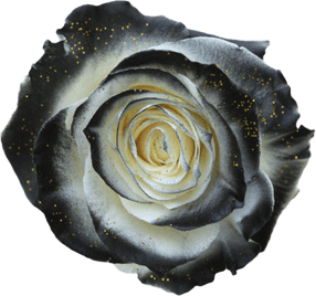 Black Rose Flower PNG