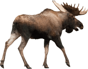 Hollow Horned Ungulates PNG