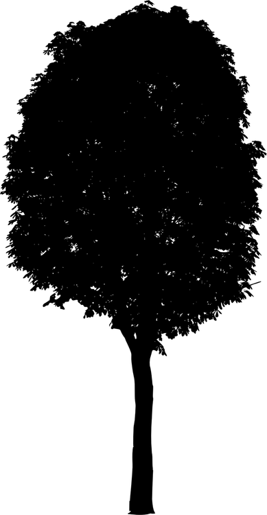 Night Tree PNG