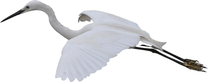 Heron PNG