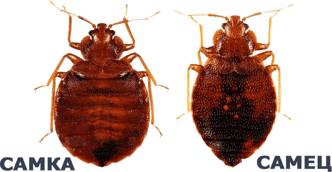 Kissing Bug PNG