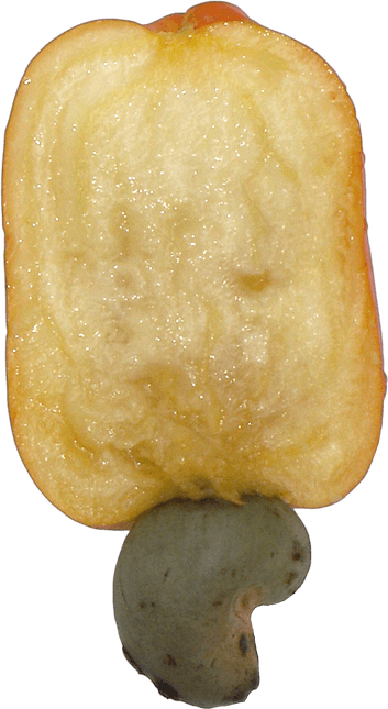Cashew Apple PNG