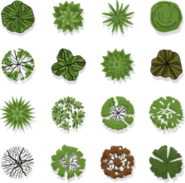 Plan View Tree PNG