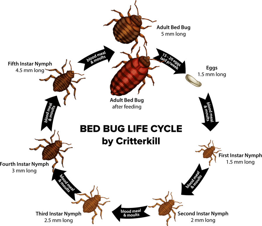 Bed Bug PNG