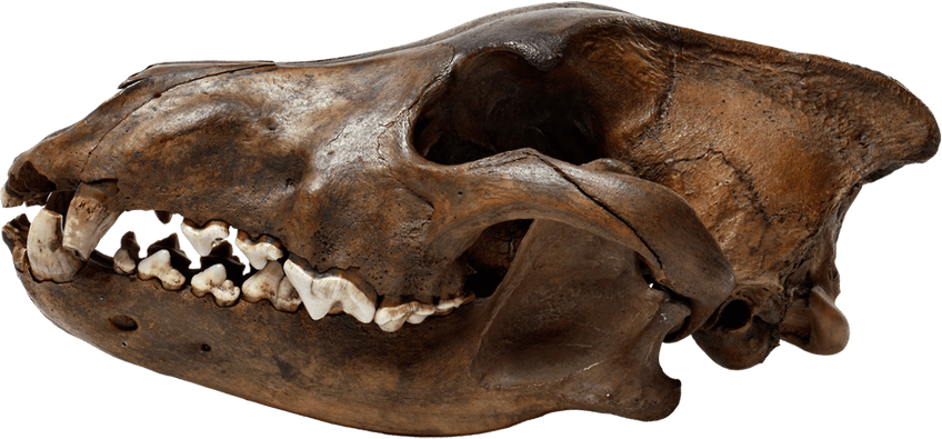 Wolf Skull PNG