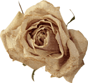 Beige Rose PNG