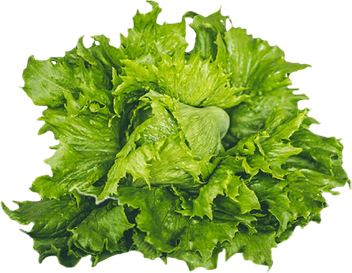 Lettuce PNG