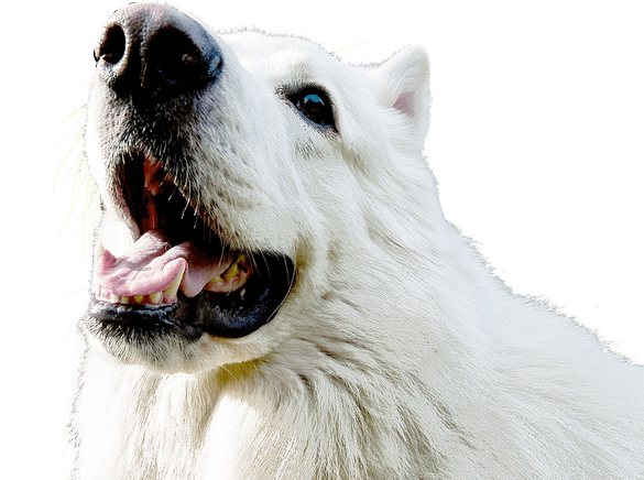 Samoyed Dog PNG