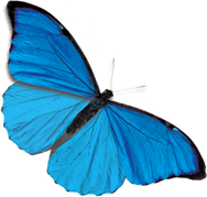 Blue Butterfly PNG