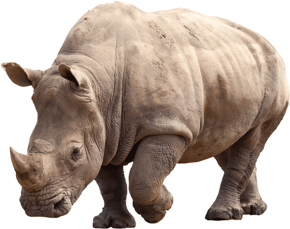 Black Rhinoceros PNG