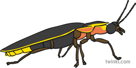 Firefly PNG