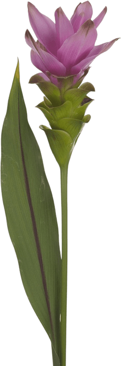 Ginger Flower PNG