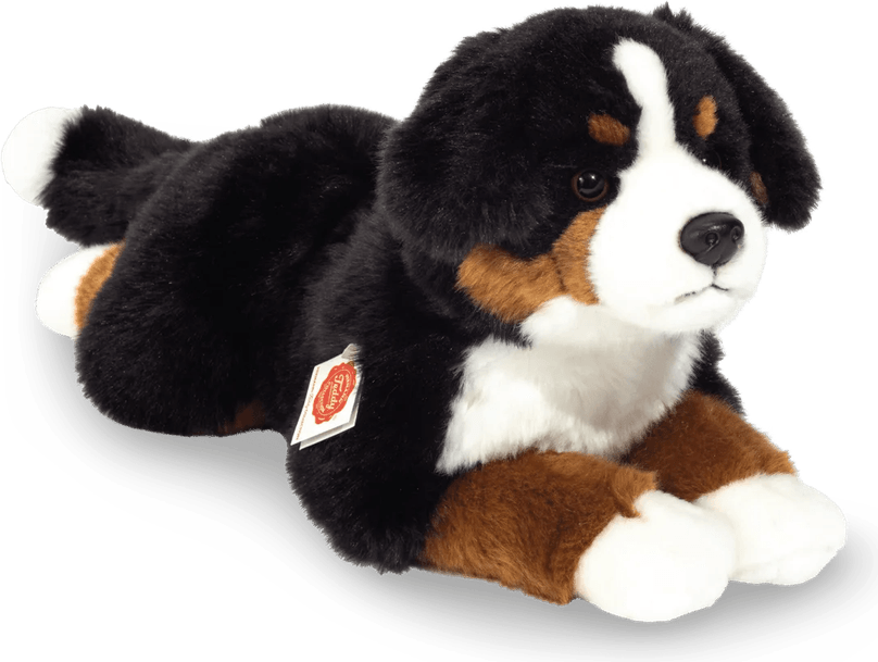 Bernese Mountain Dog PNG