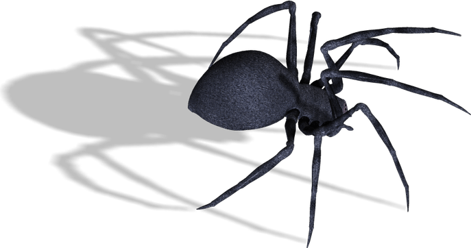Black Widow Spiders PNG