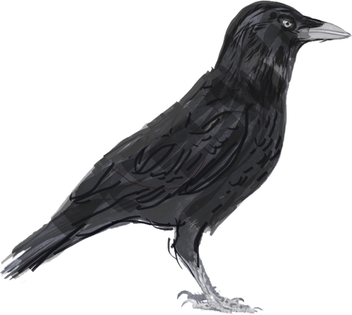 Western Jackdaw PNG