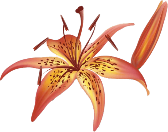 Lilium PNG