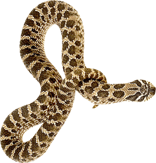 Anilius PNG