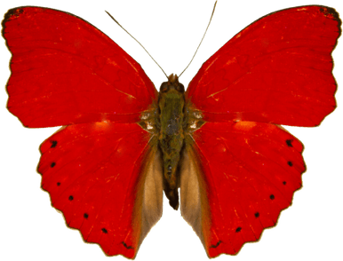 Red Butterfly PNG