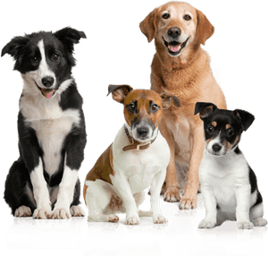 Cute Dog PNG