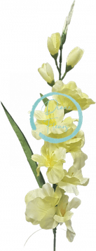 Mint Flower PNG