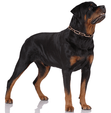 Rottweiler PNG