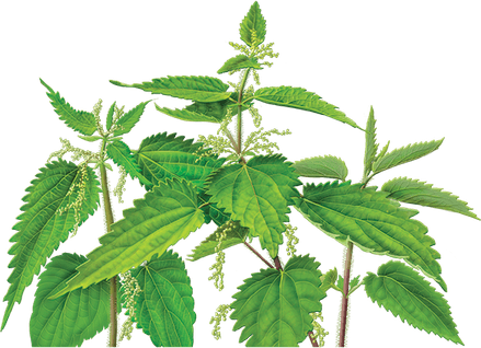 Nettle PNG