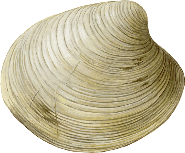 Cockle PNG