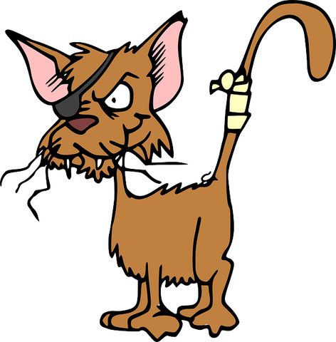 Ugly Cat PNG