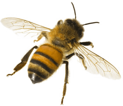Bumblebee Insect PNG