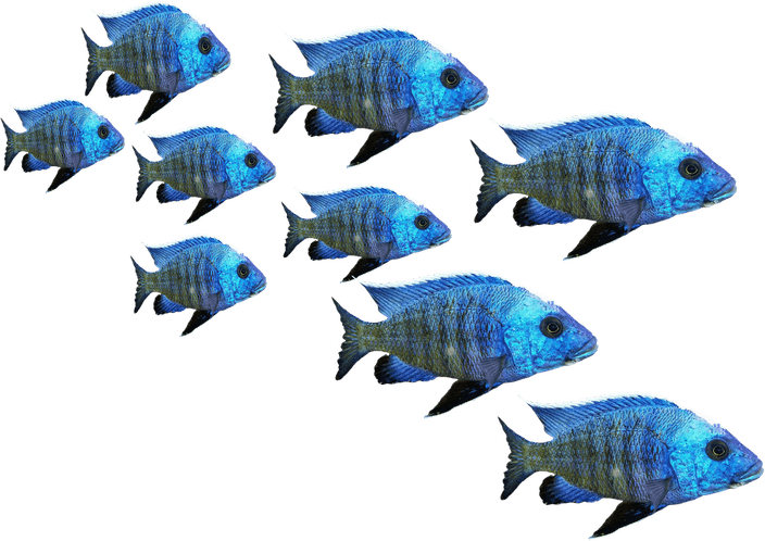 School Fish PNG
