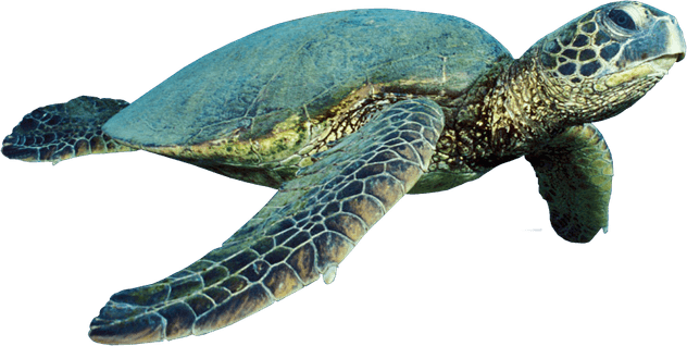 Turtle PNG