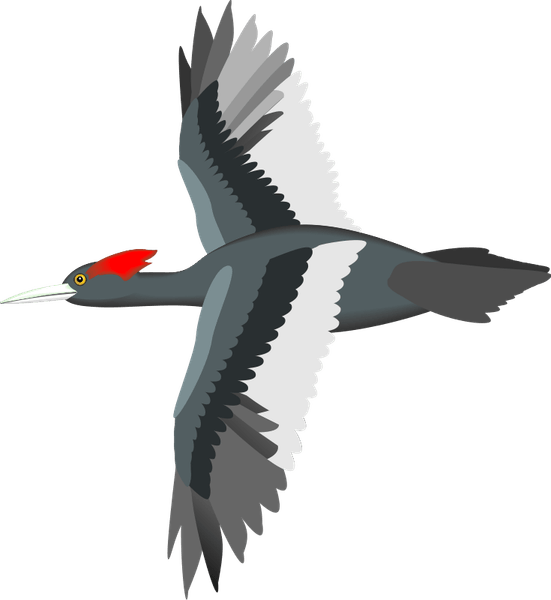 Bird Flying PNG