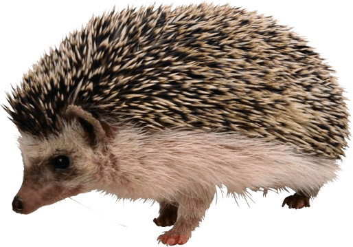 Hedgehog PNG