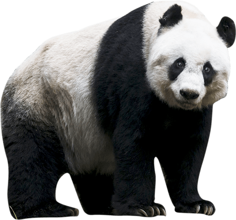 Giant Pandas PNG