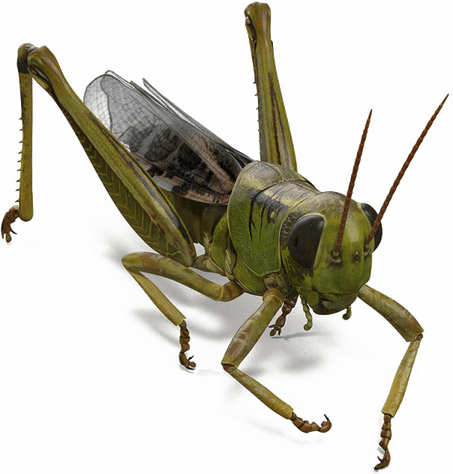 Grasshopper PNG