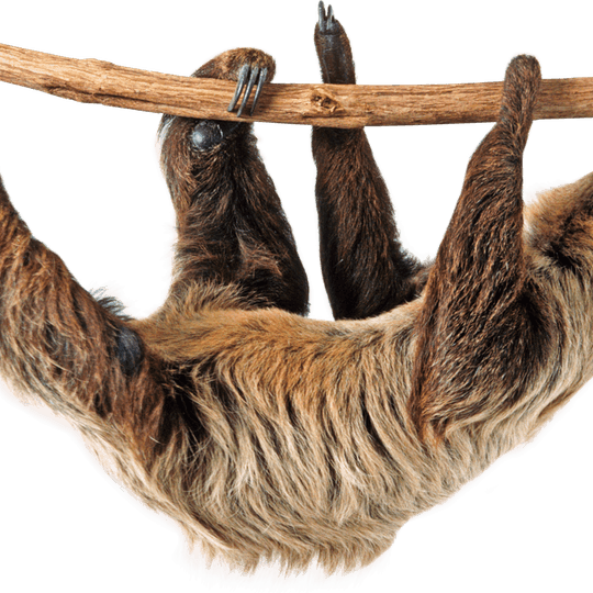 Sloth PNG
