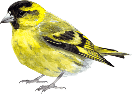 Finch Bird PNG