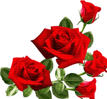 Rose Corner PNG
