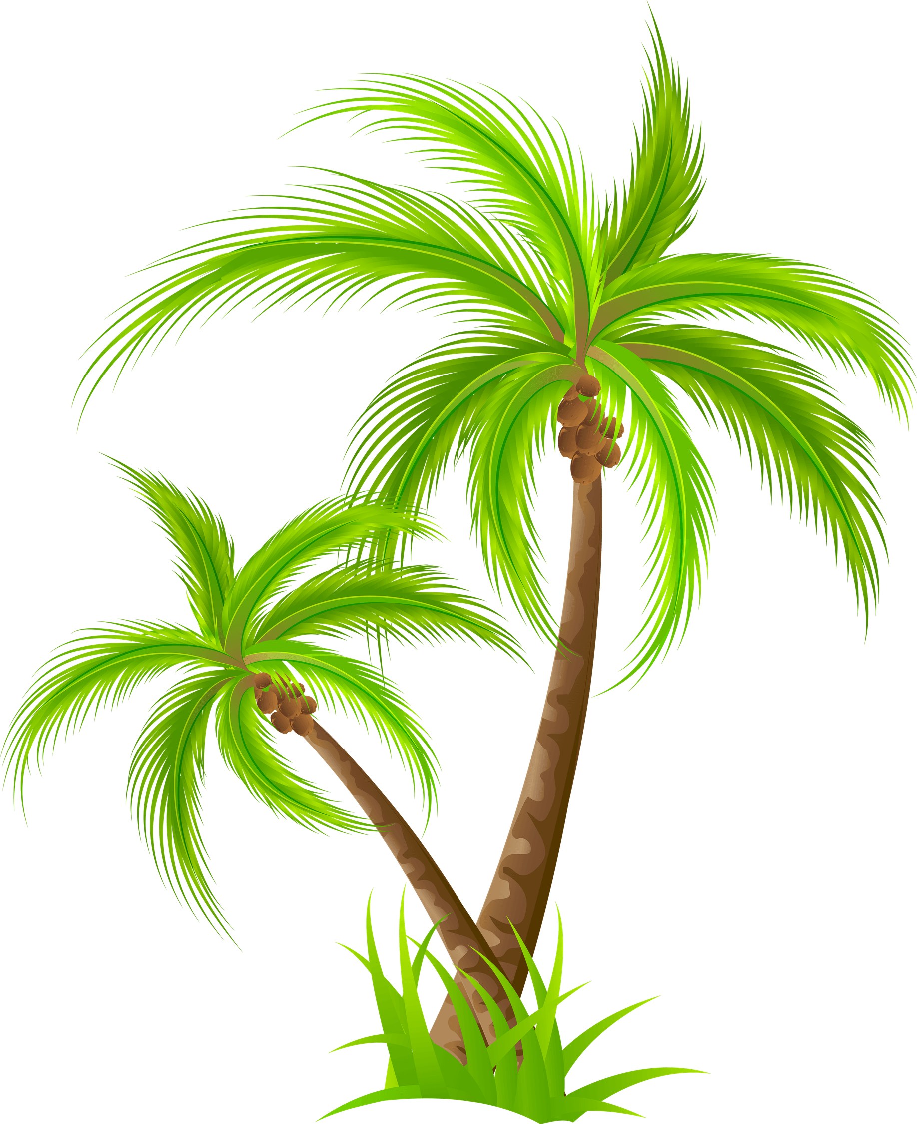Khajoor Tree PNG