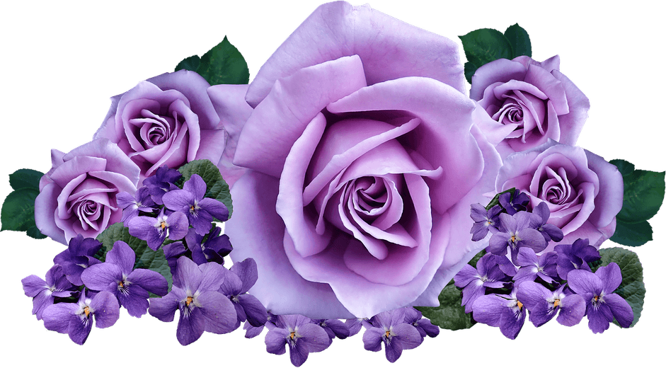 Purple Rose PNG