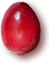 Cranberry PNG