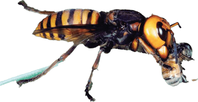 Murder Hornet PNG