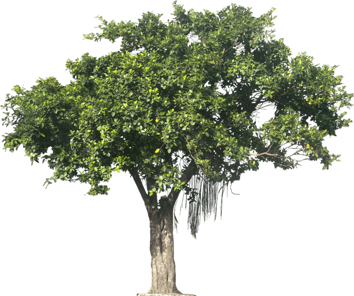 Banyan Tree PNG