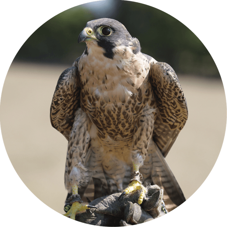 Hawk Bird PNG