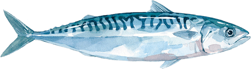 Atlantic Mackerel PNG