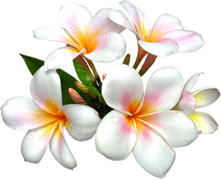 Frangipani PNG