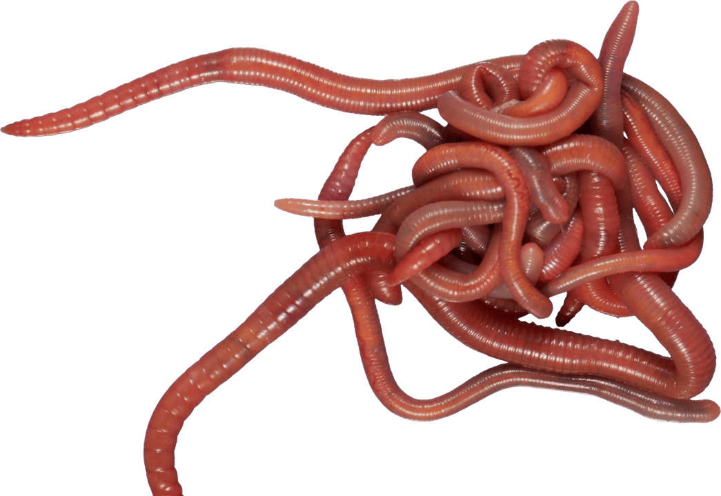 Caecilians PNG