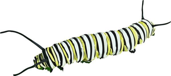 Caterpillar PNG
