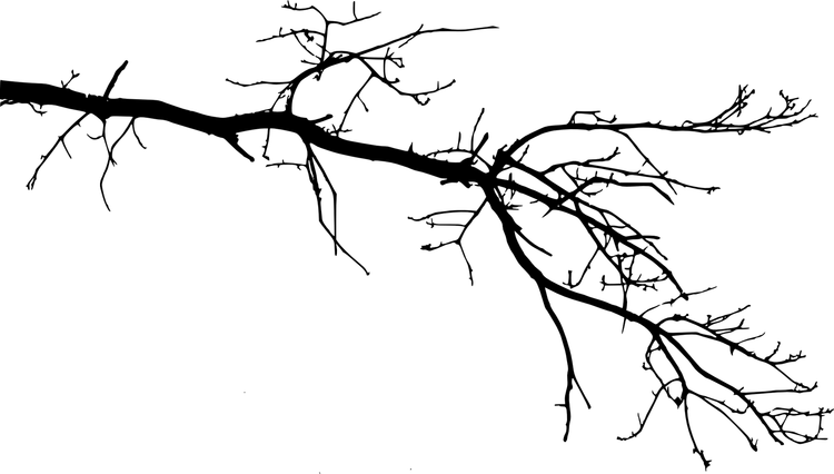Branches PNG